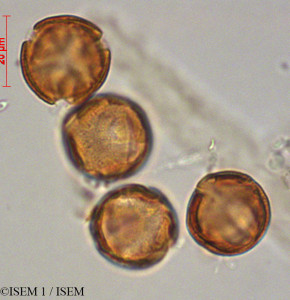 Gonzalagunia dependens - lame n° 29227